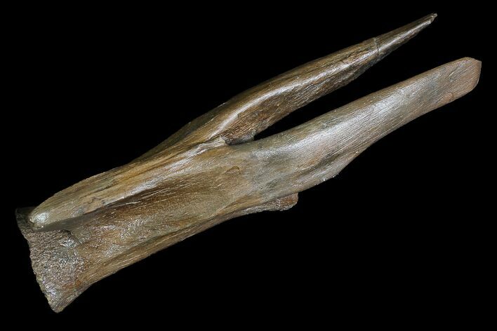 Gorgeous Struthiomimus Caudal Vertebra - Montana #92801